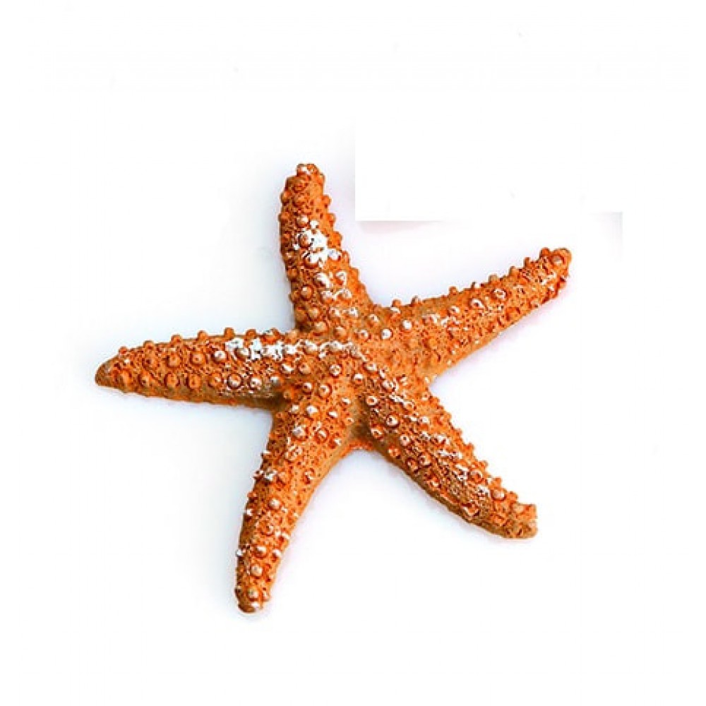 ΜΠΟΜΠΟΝΙΕΡΑ ΑΣΤΕΡΙΑΣ Φ7 