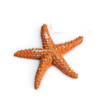 ΜΠΟΜΠΟΝΙΕΡΑ ΑΣΤΕΡΙΑΣ Φ7