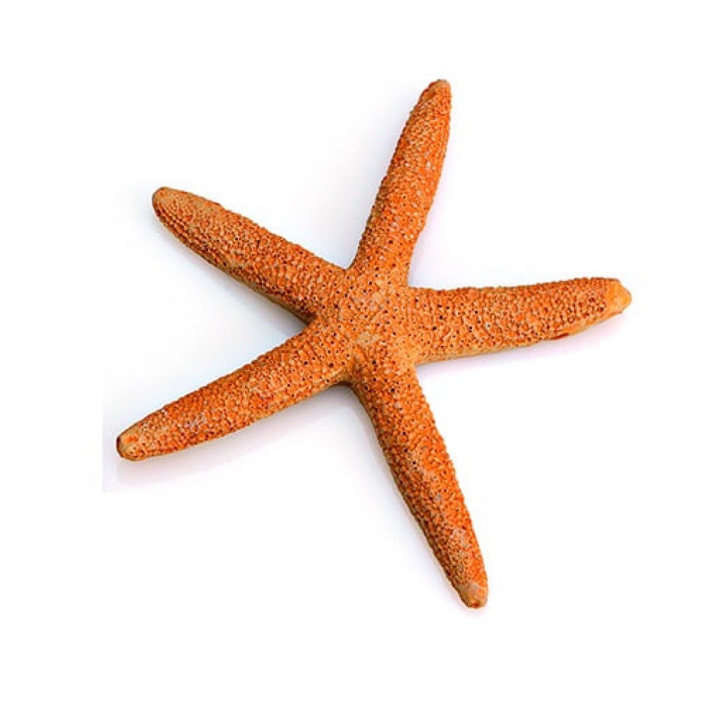 ΜΠΟΜΠΟΝΙΕΡΑ ΑΣΤΕΡΙΑΣ Φ9 