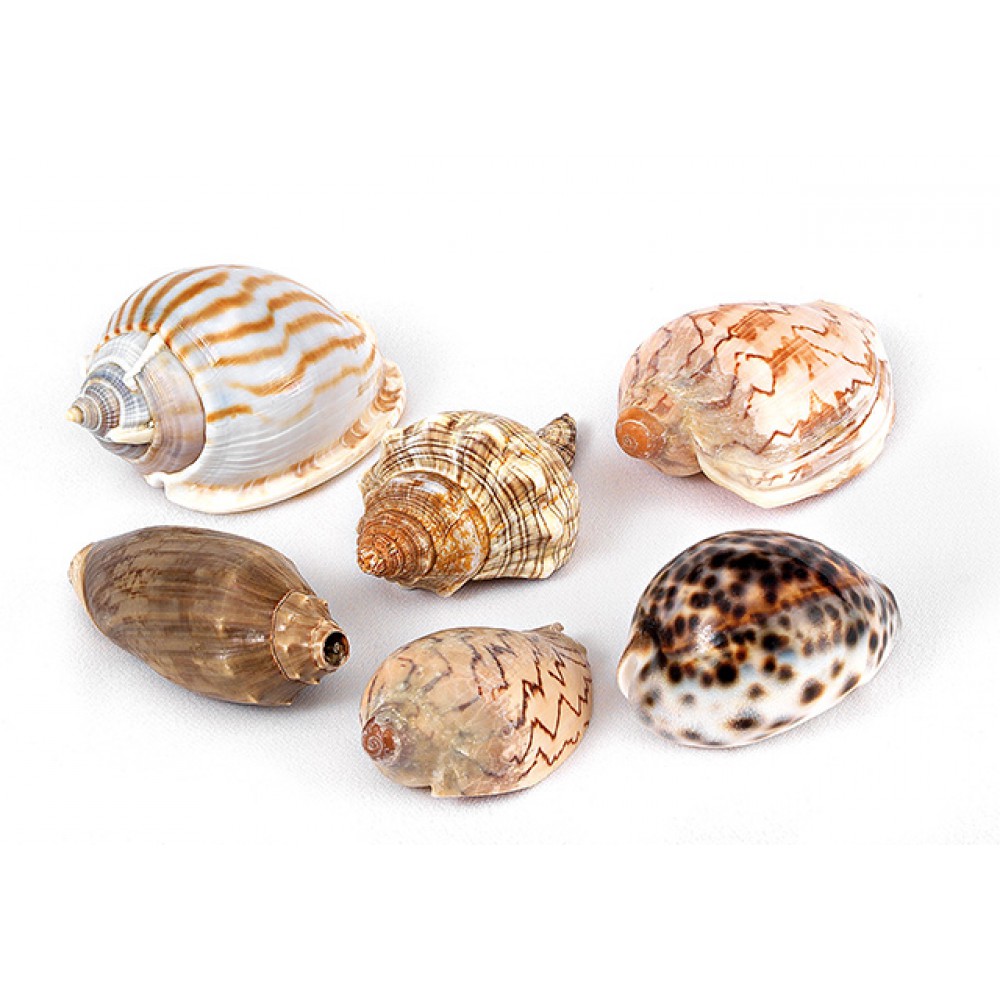 ΜΠΟΜΠΟΝΙΕΡΑ  ΚΟΧΥΛΙ 15 ΣΧΕΔΙΑ   4.5Χ8 