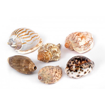 ΟΣΤΡΑΚΑ ΚΟΧΥΛΙΑ 15 ΣΧΕΔΙΑ 4.5X8CM